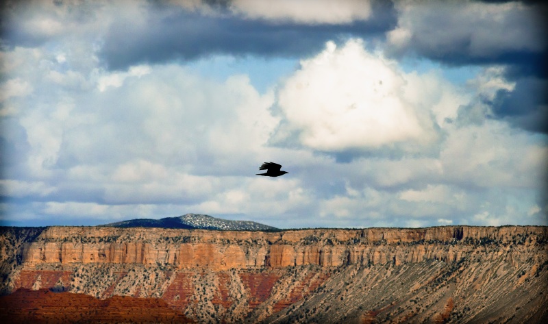 Raven and canyon